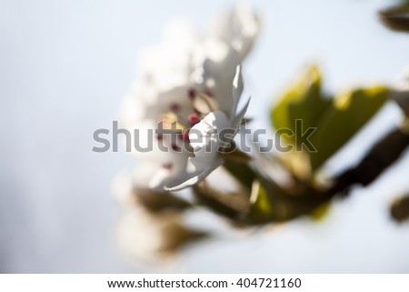 Beautiful pear tree flowers with natural background and soft focus. High resolution and quality
