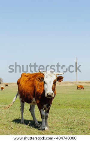Cow grazing in green meadow and looking at the camera, photo with free space for design