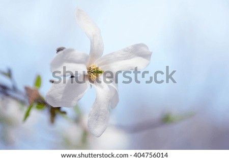 white closeup magnolia flower. natural spring or summer floral  background. picture with blur and soft focus
