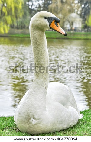 Portrait of white swan on lake background