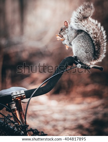 Grey squirrel eating