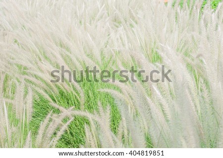White Mexican grass in windy.