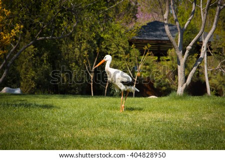 White stork in Tashkent, Japanese Garden, Uzbekistan, 2016 March