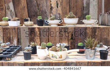 Cactus in ceramic cup in cactus garden .