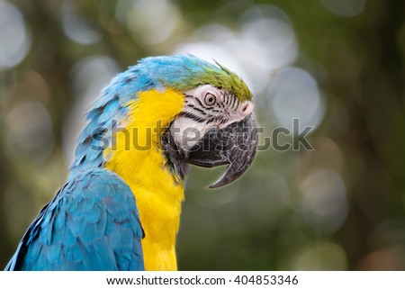 Parrot blue and yellow macaw
Blue and yellow macaw is a very beautiful parrot. In translation from Latin means blue gold. Live in Panama and in Peru and Brazil.