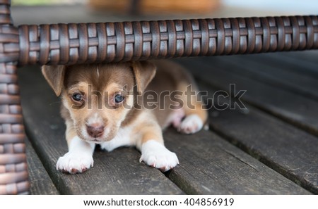 Small Puppy Hiding Under Outdoor Furniture 