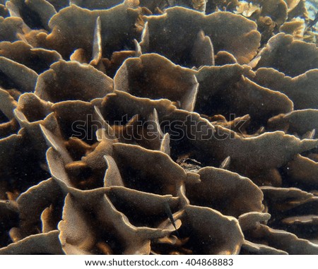 Coral close up in Cambodia sea