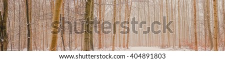 Panorama photo of mist in the forest in the winter