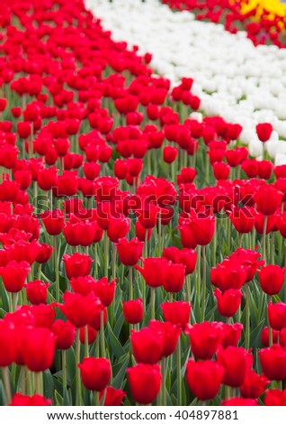 Red and white Tulips flowers close up. Spring backgrounds