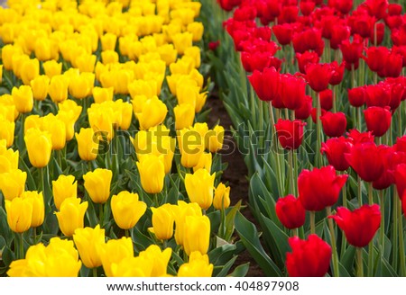 Red and yellow tulips flowers close up. Spring backgrounds