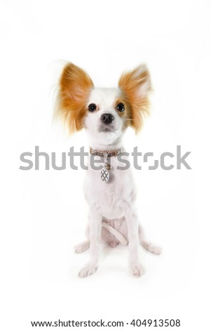 Dog Papillon isolated on a white background (Continental Toy Spaniel Papillon) Dog Haircut Fashion for Summer Trend