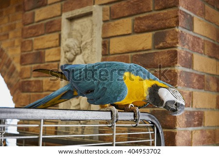 Macaw parrot on a branch with a brick wall background. Macaw parrot in the office.  Ara parrot.