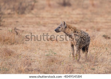 Spotted hyena (Crocuta crocuta), Kruger Park, South Africa