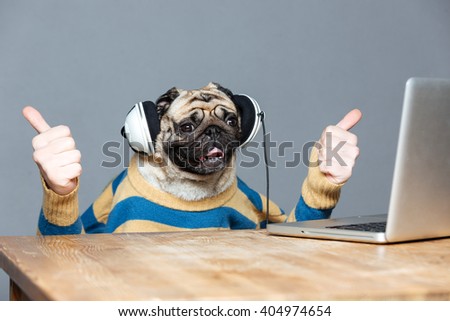 Funny pug dog with man hands in striped sweater in headphones with laptop showing thumbs up over grey background