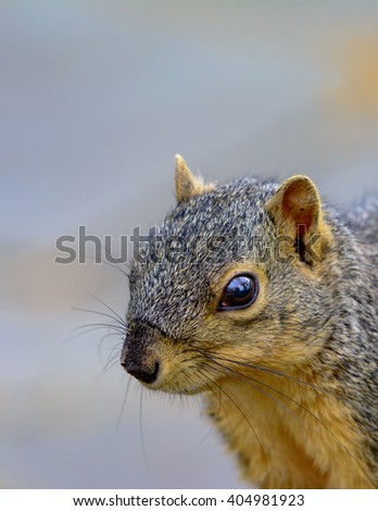 Closeup of Fox Squirrel looking toward left with copy space portrait orientation