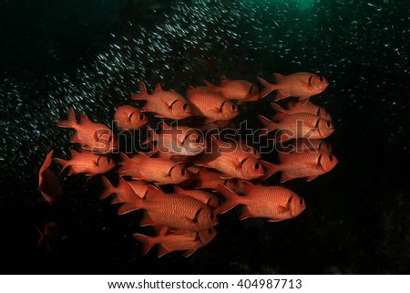 Red Soldierfish fish on coral reef