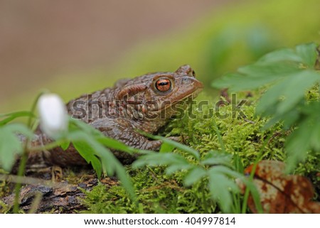 Common toad, (Bufo bufo)