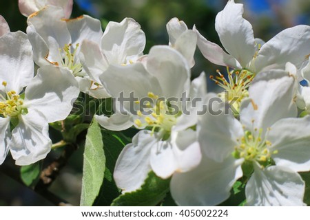 apple flowers