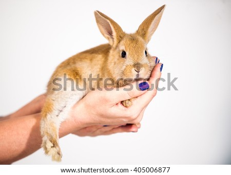 Hand held red bunny close on woman hands with white backdrop