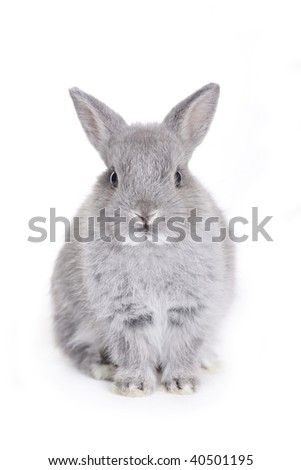 Grey dwarf baby bunny