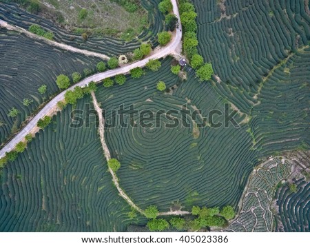 Aerial photography at Spring mountain tea garden landscape with winding road