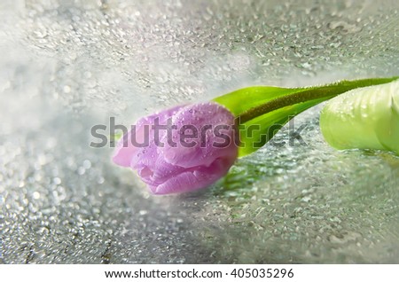 pink tulip closeup covered in drops of water on a glass surface in water drops. Art photo with a blurred background with artistic bokeh

