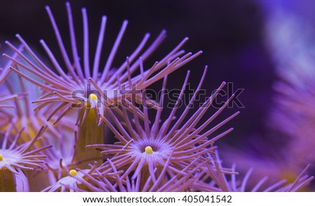 Closeup yellow polyps coral in aquarium reef tank