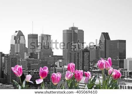 Montreal city with pink tulips on front