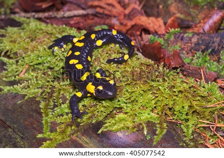 Fire salamander (Salamandra salamandra) in a wood of the Italian Alps
