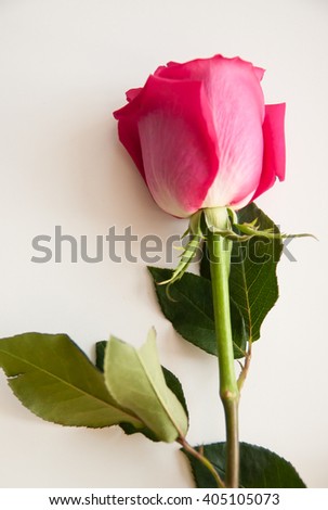 Picture of a beautiful pink rose on a white background