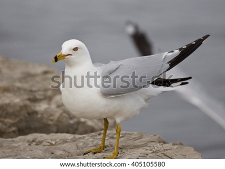 Beautiful photo of the gull staying on the rock shore