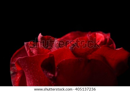 Macro picture of red rose with dew droplets, dramatic lighting on black background in studio. Selective focus. Lights and shadows. Perfection of nature. Purity