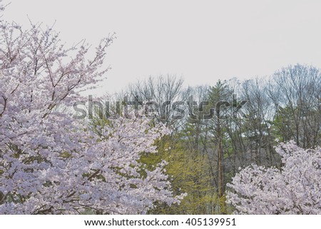 Spring scenery in Japan