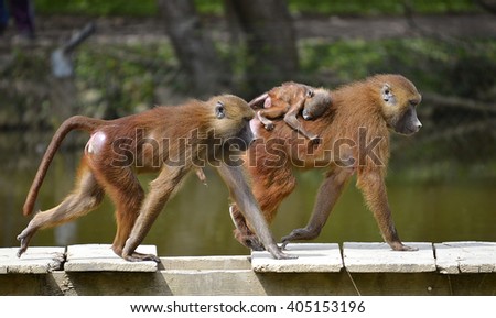 Two adult baboons and young (Papio) walking on wooden planks
