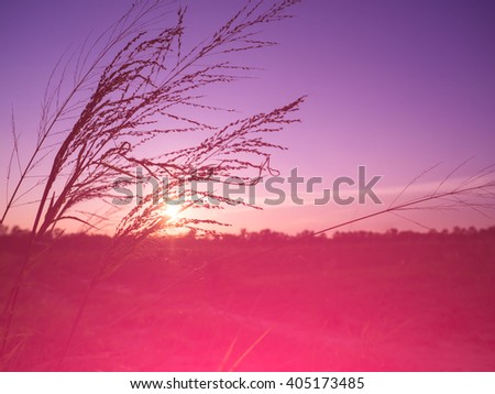soft light tone, Abstract meadow background with grass in the meadow and sunset, Vintage Warm tones