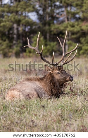 Bedded Bull Elk