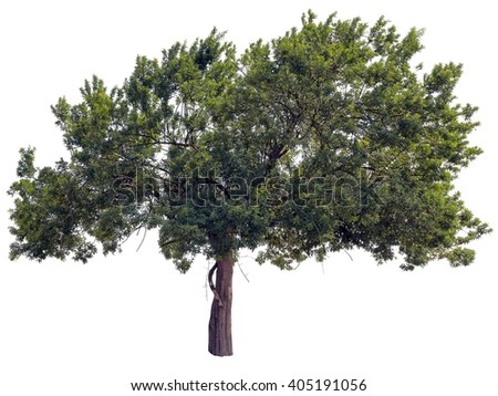 Green tree isolated on white ( tiff file with layer masks )