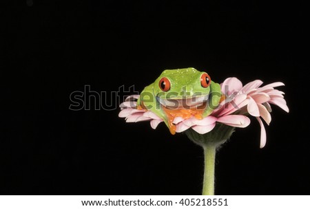 Red Eyed Tree Frog Sitting on a flower with black background - studio image