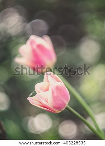 Delicate tulips in a colorful field with a dreamy feeling emphasized by blurriness and vintage filters