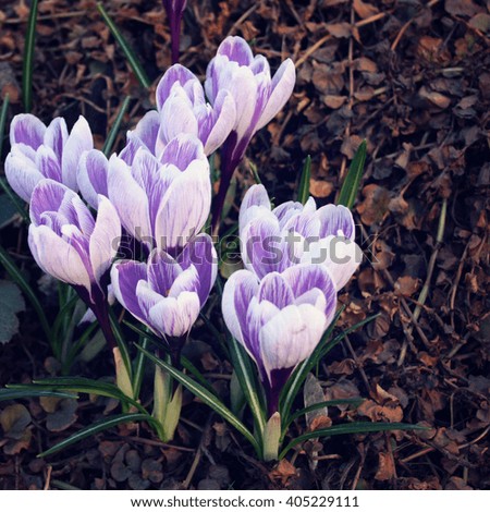 First crocus flowers. Spring blossoms. Aged photo. Violet crocuses in the park.