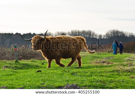 Highland cattle in the Dutch dunes