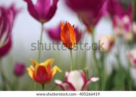 Close up view of tulip in the garden, local focus