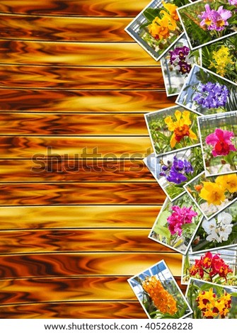 Concept Stack Photographs of Orchids on wood plank background