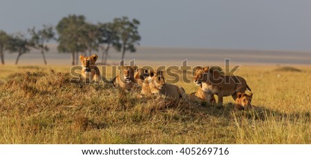African lion family on watch on a knoll at sunset, Masai Mara, Kenya, Africa Royalty-Free Stock Photo #405269716