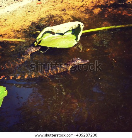 Baby alligators in the water