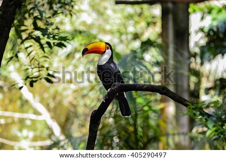 Wild colorful toucan in the tropical forest in Brazil