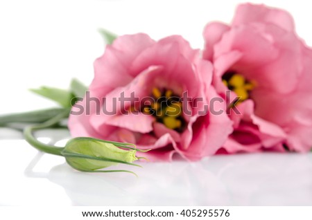 Beautiful pink eustoma flowers and bud isolated on white background