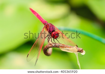 Red Dragonfly (scarlet darter ) on a branch with a green background. (focus on the eye)