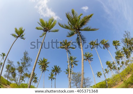 Palm trees with blue sky at Terengganu Beach, Malaysia using fish eye lens.