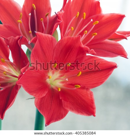 Beautiful flower Valotta. Selective focus